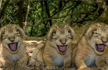 TGIF Treat. Video of 11 New Lion Cubs at Gir Sanctuary in Gujarat